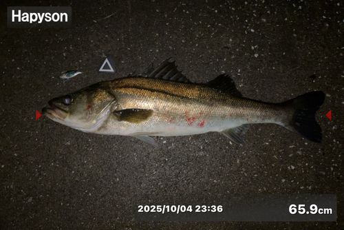 シーバスの釣果