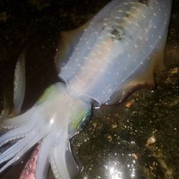 アオリイカ
