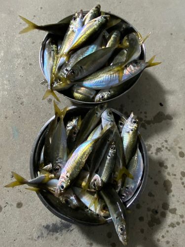 熊野灘