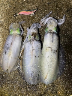 アオリイカの釣果