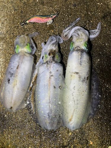 アオリイカの釣果
