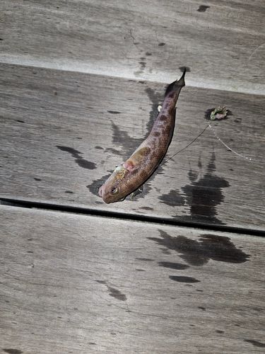 アカハゼの釣果