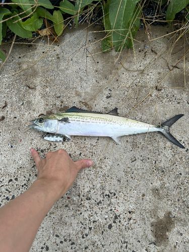サゴシの釣果
