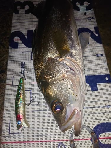 フッコ（マルスズキ）の釣果