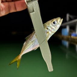 アジ