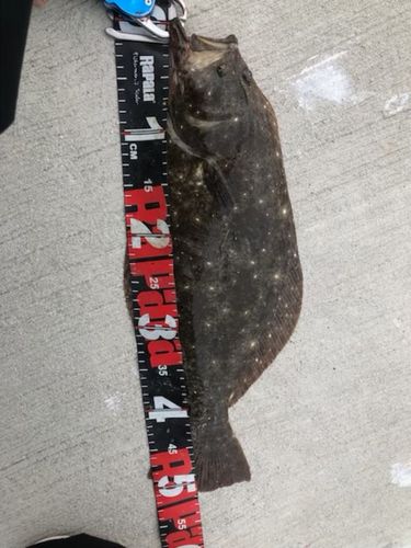 ヒラメの釣果