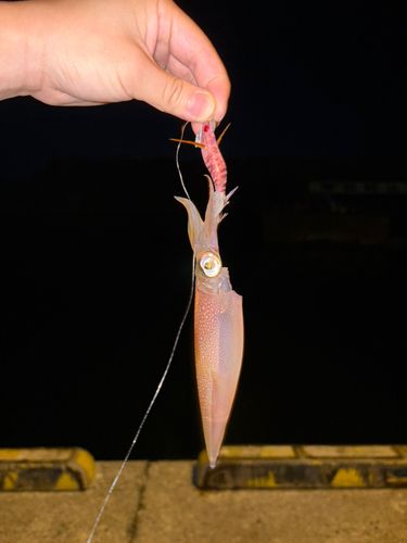 マメイカの釣果