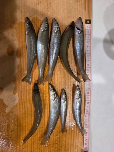 相模川下流