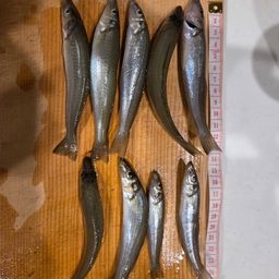 シロギス