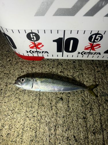 サバの釣果