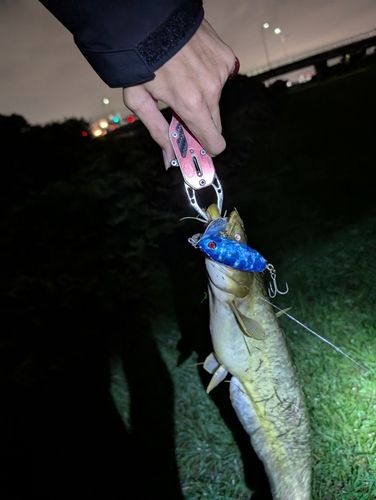 ナマズの釣果