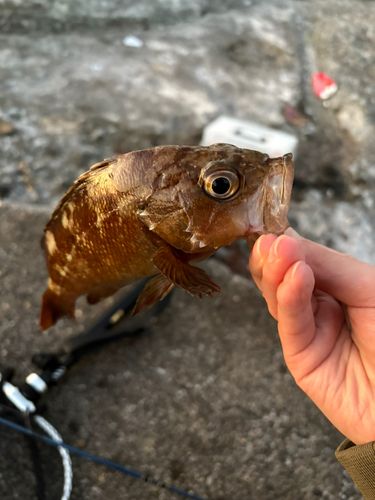 アイナメの釣果