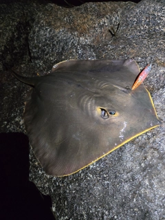 アカエイの釣果