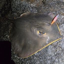 アカエイ