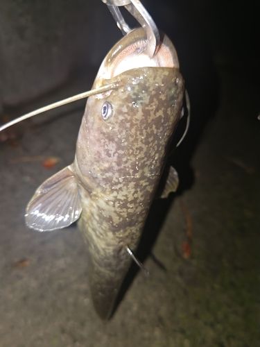 ナマズの釣果
