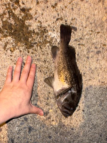 クロソイの釣果