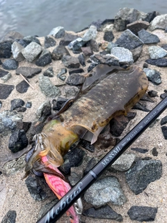 アオリイカの釣果