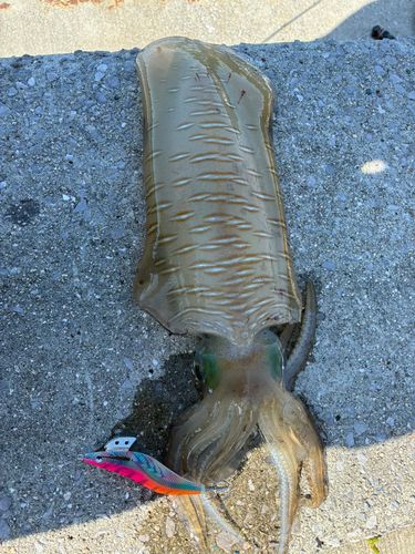 アオリイカの釣果