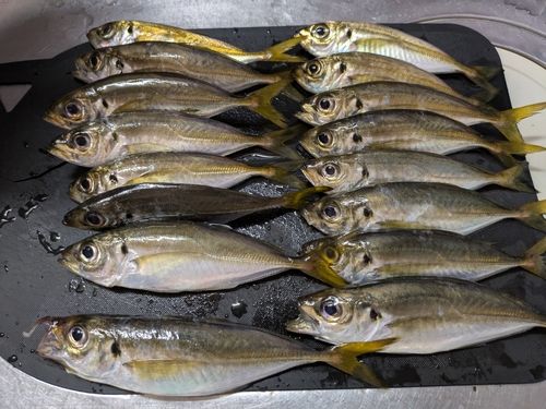 アジの釣果