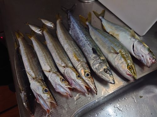 カマスの釣果