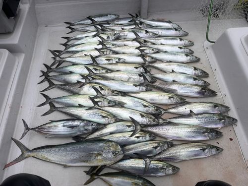 サワラの釣果