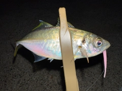 マアジの釣果