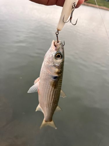 ボラの釣果