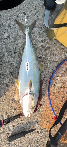 イナダの釣果