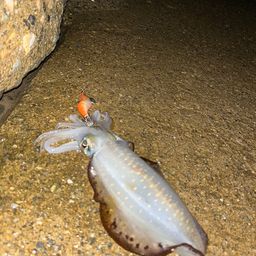 アオリイカ