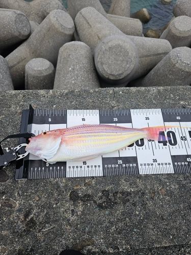 イトヨリダイの釣果
