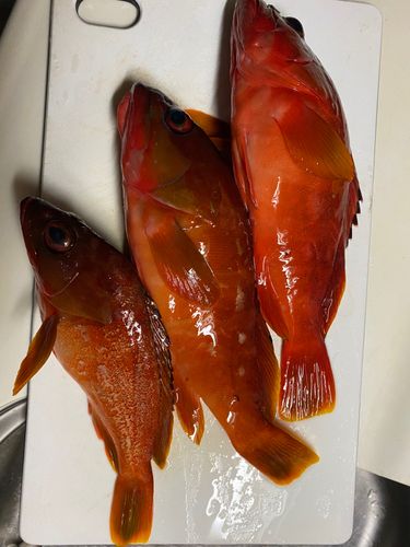 南伊豆