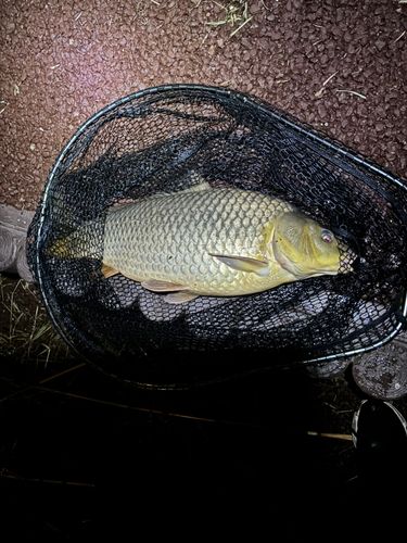 コイの釣果
