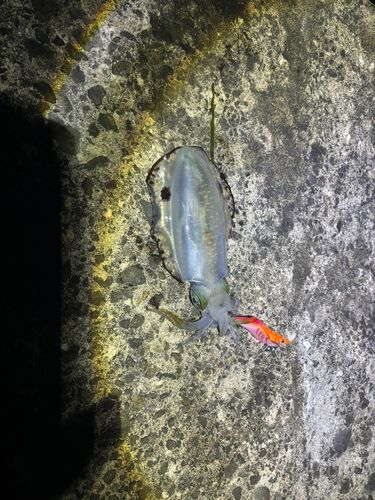 釣果
