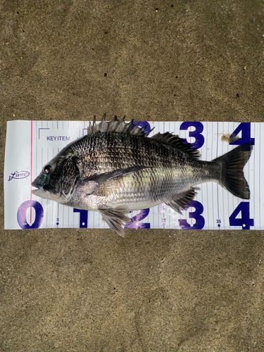 チヌの釣果