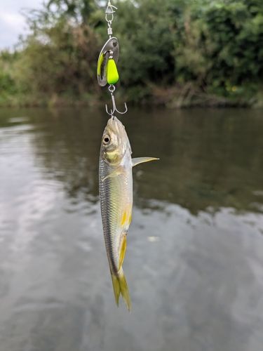 カワムツの釣果