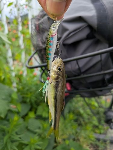 カワムツの釣果