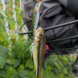 カワムツ