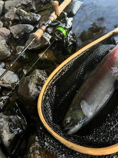 ヒメマスの釣果