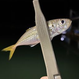 アジ