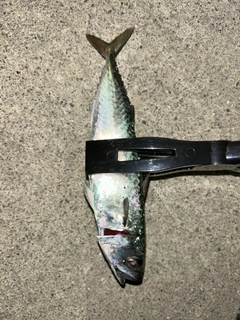 サバの釣果