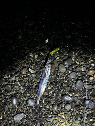 クロシビカマスの釣果