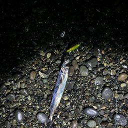 クロシビカマス