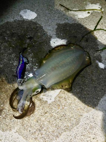 津軽半島