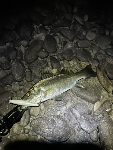 セイゴ（ヒラスズキ）の釣果