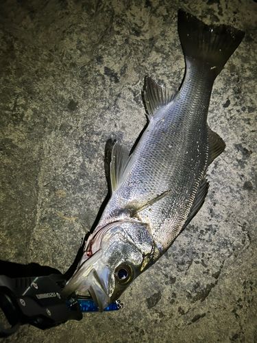 セイゴ（ヒラスズキ）の釣果