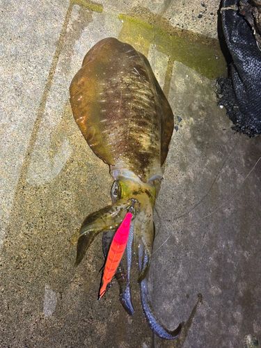 アオリイカの釣果