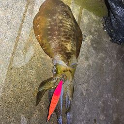 アオリイカ