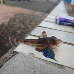 ホウボウ