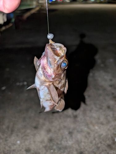 メバルの釣果