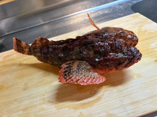 オニカサゴの釣果